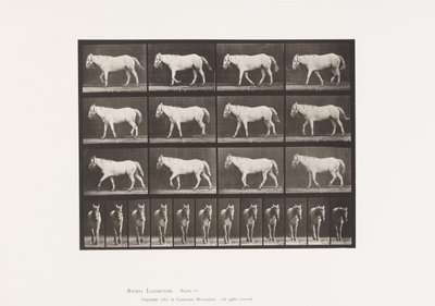 プレート 656歩行；自由；軟骨の骨化 作： Eadweard Muybridge