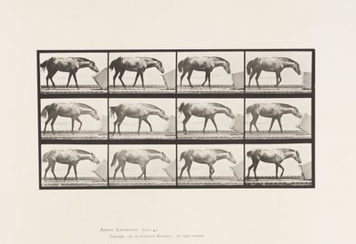 プレート 657箱を転がす；ポニー、ロッタ 作： Eadweard Muybridge