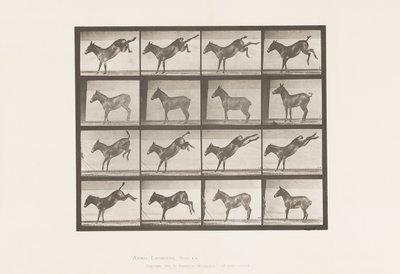プレート 658ラバ、A、蹴る、B、ルースを蹴る 作： Eadweard Muybridge