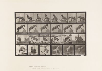 プレート660ミュール；その他のパフォーマンス デンバー 作： Eadweard Muybridge