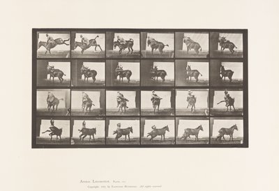 プレート 661.ミュール；A, B, 難治性動物ルース 作： Eadweard Muybridge