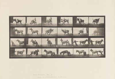 プレート 662ミュール；A, B, 難治性動物デンバー 作： Eadweard Muybridge