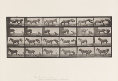 プレート663ミュール；A, B, 難治性動物デンバー 作： Eadweard Muybridge