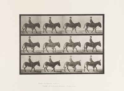 プレート665驢馬（ろば）、歩行、生身、少年の乗馬、ジェニー 作： Eadweard Muybridge