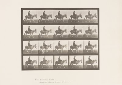 プレート666驢馬、歩行、鞍、乗馬する少女、動物園 作： Eadweard Muybridge
