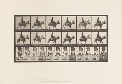 プレート667驢馬、歩行、鞍、乗馬する少年、動物園 作： Eadweard Muybridge
