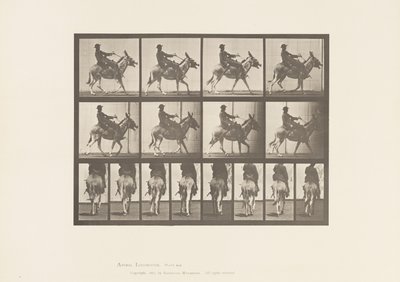 プレート668驢馬（ろば）」「野良犬」「鞍」「乗馬する少年」「動物園 作： Eadweard Muybridge