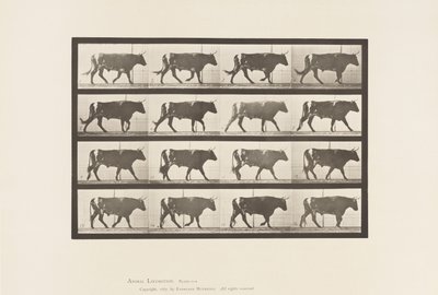 プレート 669牛、歩く 作： Eadweard Muybridge
