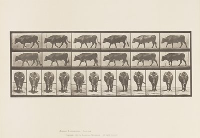 プレート 670牛、歩く 作： Eadweard Muybridge