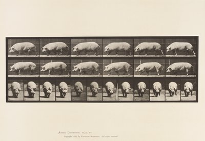 プレート 673雌豚の散歩 作： Eadweard Muybridge