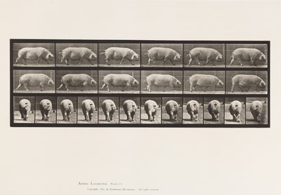 プレート 674雌豚の散歩 作： Eadweard Muybridge