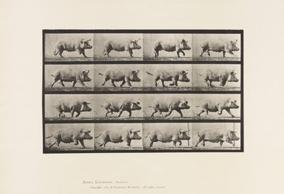 プレート675。雌豚; トロッティング 作： Eadweard Muybridge