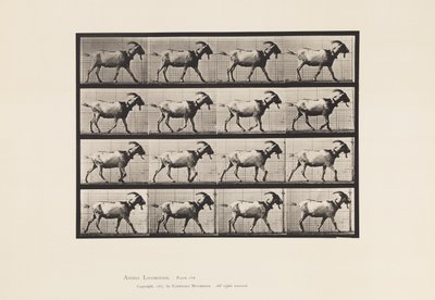 プレート 676ヤギ、歩く 作： Eadweard Muybridge