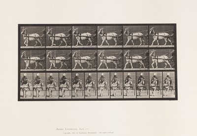 プレート677ヤギ、サルキーで歩く 作： Eadweard Muybridge