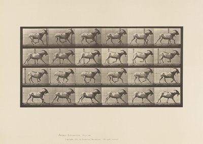 プレート 679ヤギのギャロップ 作： Eadweard Muybridge