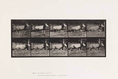 プレート 680オーレックス；ギャロッピング 作： Eadweard Muybridge
