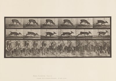 プレート 681バージニア・ディア；（角のない）バック・ウォーキング 作： Eadweard Muybridge