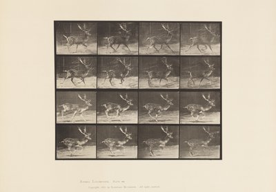 682枚目の写真ファロー、バック、A:トロッティング、B:ギャロッピング 作： Eadweard Muybridge