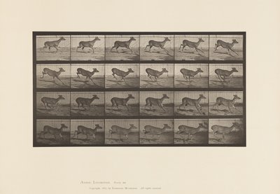 プレート683バージニアジカ（角がない）；バック；ギャロップ 作： Eadweard Muybridge