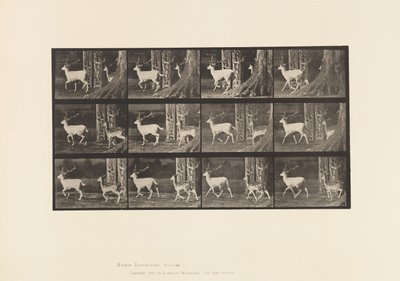 プレート685ファロー・ジカ、雄鹿と雌鹿、移動する様子 作： Eadweard Muybridge