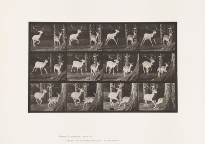 プレート 686ファロー・ディア、雄鹿と雌鹿、ギャロッピング 作： Eadweard Muybridge