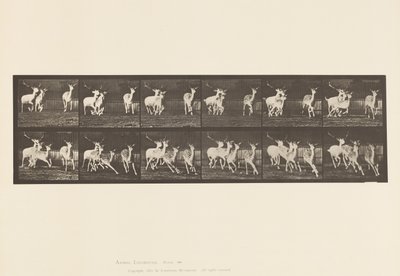 プレート688ファロー・ディア（雄鹿と雌鹿の群れ）：ギャロッピング 作： Eadweard Muybridge