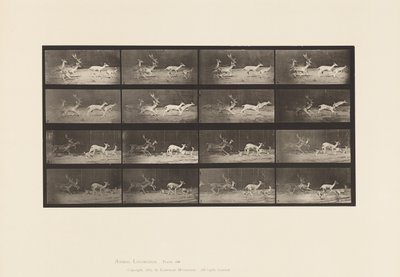 プレート689疾走するファロー・ディア（A、B、バックと雌鹿のグループ 作： Eadweard Muybridge