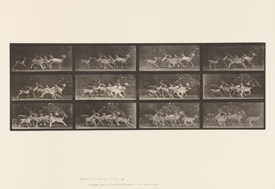 プレート690雌鹿の群れと雄鹿、その動きの変化 作： Eadweard Muybridge
