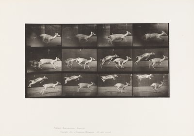 プレート 691疾走する雌ジカとジャンプする子ジカ 作： Eadweard Muybridge