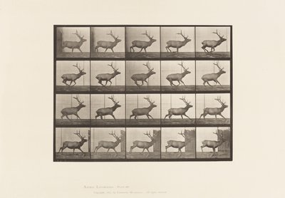 プレート693 ヘラジカ、ギャロッピング 作： Eadweard Muybridge