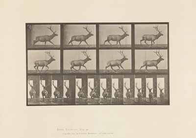 プレート694ヘラジカの疾走 作： Eadweard Muybridge