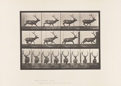 プレート695。エルク、ギャロッピング 作： Eadweard Muybridge