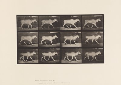 プレート696 トロッティングするエランド 作： Eadweard Muybridge