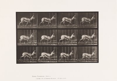 プレート697カモシカ、トローリング 作： Eadweard Muybridge