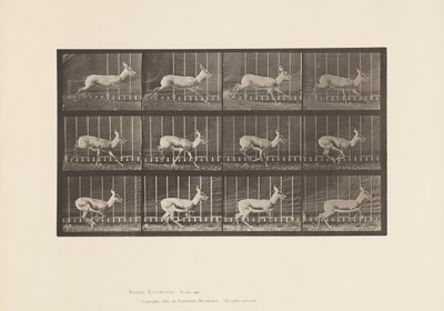 プレート698アンテロープ、ギャロッピング 作： Eadweard Muybridge