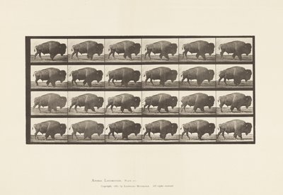 プレート699バッファロー・ウォーキング 作： Eadweard Muybridge