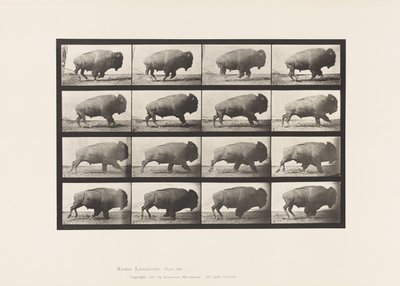 プレート700バッファロー・ギャロッピング 作： Eadweard Muybridge