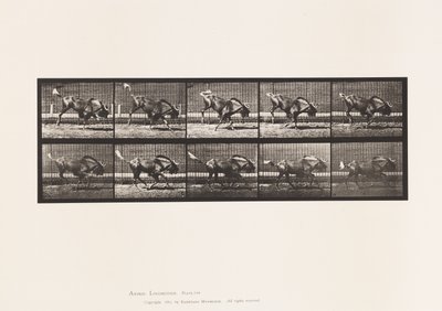 プレート 702Gnu; Bucking and Galloping 作： Eadweard Muybridge