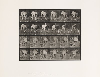 プレート 703犬、散歩、中断されたマスティフ-ドレッド 作： Eadweard Muybridge