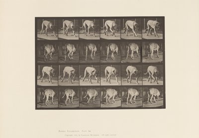 プレート 704犬、散歩、マスティフ 作： Eadweard Muybridge