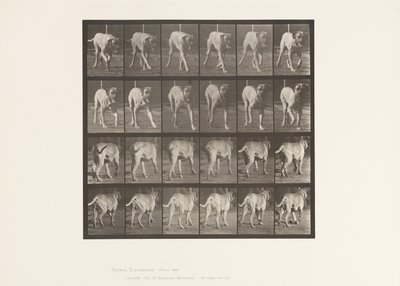 プレート 705犬（トロッティング）、マスティフ 作： Eadweard Muybridge