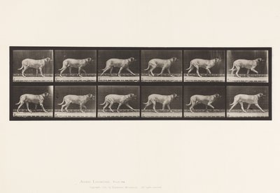 プレート 706犬（トロッティング、マスティフ 作： Eadweard Muybridge