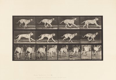 プレート 707犬、ギャロップ、マスティフ 作： Eadweard Muybridge