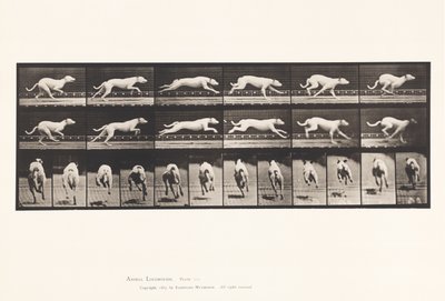 プレート 709犬；ギャロッピング；ホワイト・レーシング・ハウンド・マギー 作： Eadweard Muybridge