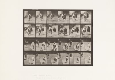 プレート711犬；2頭のレーシング；A、B；レーシングハウンド、アイク＆マギー 作： Eadweard Muybridge