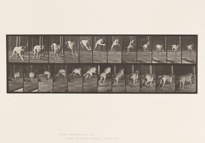 プレート712犬；ハードルを跳ぶ；マスティフ、ドレッド 作： Eadweard Muybridge