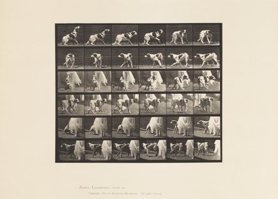 プレート 713犬；振り向く、など；セッター・ケイト 作： Eadweard Muybridge