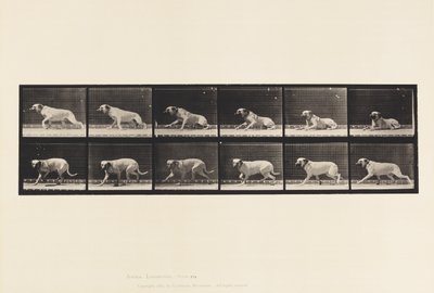 プレート714魚雷で興奮する犬、マスティフ＝スミス 作： Eadweard Muybridge