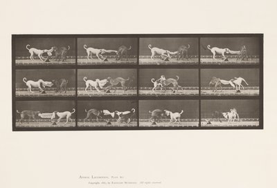 プレート715犬；3匹、タオルを引っ張る、アイク、マギー、など。 作： Eadweard Muybridge
