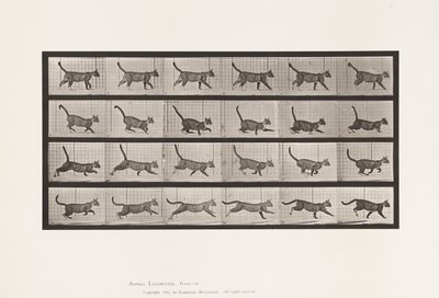 プレート716猫、歩く、疾走に変わる 作： Eadweard Muybridge